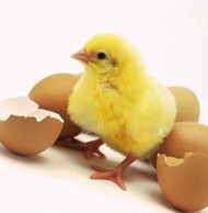 embryo hatching