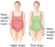 body shape