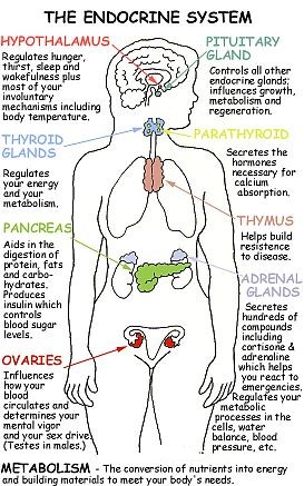 female endocrine system