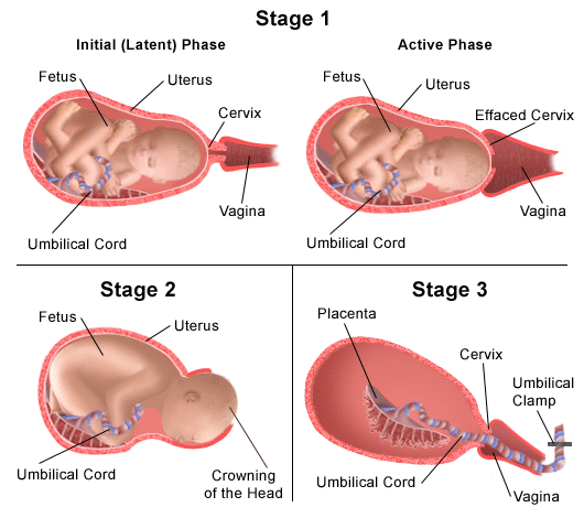 Stages of Childbirth