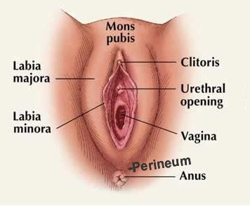 picture of vulva