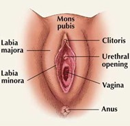vulva diagram